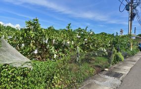 興田路上大面寬漂亮農地|1.43分|近興田國小
