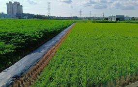 大寮 大面寬都內農地