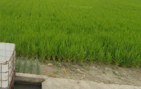 大寮區江山路上美農地(1)