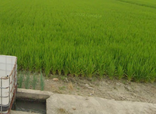 大寮區江山路上美農地