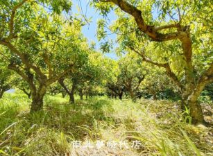 左鎮區 -  左鎮區內庄仔段芒果園  - 498萬