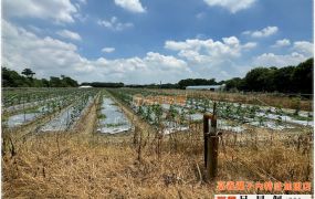 溪口1.6甲可畜牧用農地  台灣阿魯米 嘉義建地農地