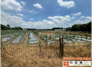 溪口1.6甲可畜牧用農地  台灣阿魯米 嘉義建地農地