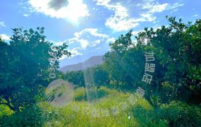 【專】瑞穗都內柚香農地　B280
