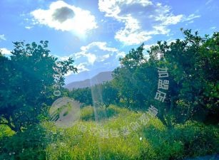 【專】瑞穗都內柚香農地　B280