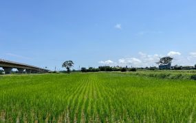 楊梅近66一般農(交通用地變更中)