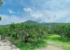 瑞穗溫泉區柚香農地　B285