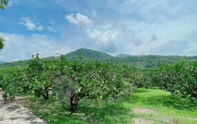 瑞穗溫泉區柚香農地　B285
