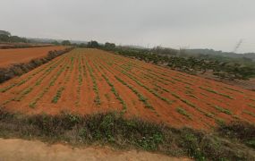 清水航空城區段徵收內土地