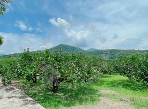 瑞穗溫泉區柚香農地　B285