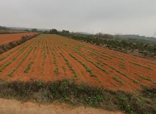 清水航空城區段徵收內土地