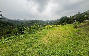 霧峰桐林春舍旁景觀地