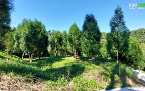 新竹縣北埔綠世界後方環溪農園2568.32坪