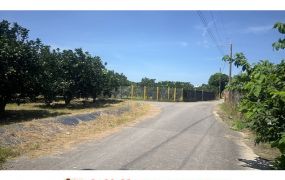 麻豆磚井483坪柚香園
