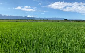 ★ 宜蘭河右岸堤防農地 ★