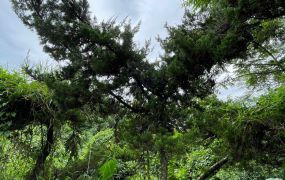 近中埔吳鳳廟農地(1)09-034   05-2337228