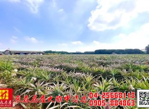 東森房屋大雅中清店-好運旺來田