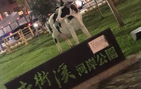 四面臨路 青埔 高鐵 高鐵南路 中正路