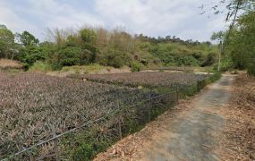 大社~食坑5分可分割便宜農地
