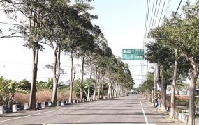 佳里12米路林蔭大道美農地