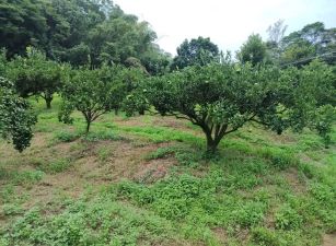 關西臨溪小果園