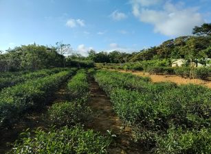 關西平坦茶園