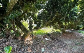 竹崎內埔農地09-007   05-2337228