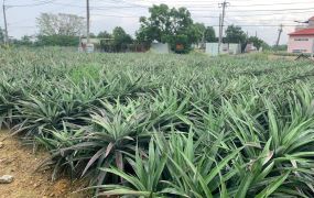 大樹金鑽錢鳯梨園-可農保