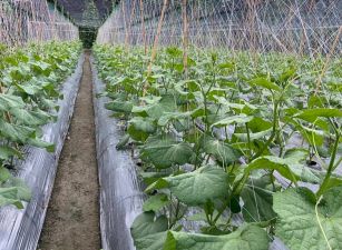 豐山太興農牧用地01-014   05-2337228