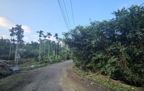 【專任】竹山筍子林段鹿子坑小段景觀農地+林地