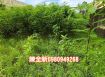 湖內方正乙工用地出租