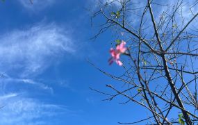 微風之丘旁平坦超值丙建
