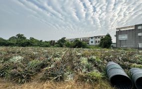 竹崎東義農地09-076    05-2337228