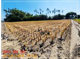 吉貝耍俗賣休閒農地A0931384262H。蝸牛居