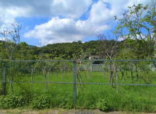 【桃園市平鎮區】三面臨路大坪數方正農地