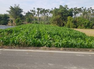 ❤️草屯國六號旁雙面路美農地