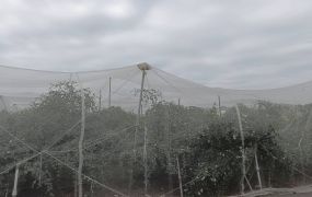 岡山近嘉華產業園區黃金比例大地坪美農地