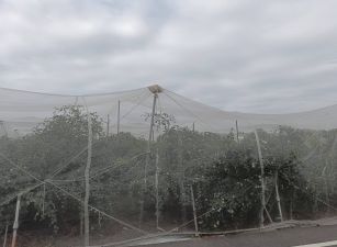 岡山近嘉華產業園區黃金比例大地坪美農地