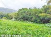 頭城住宅區方正建地
