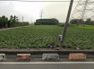 田中新外三5分田