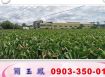 苗栗近交流道工業地/新竹工業地廠房買賣租賃