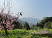 北埔櫻花園休閒農地
