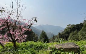 北埔櫻花園休閒農地