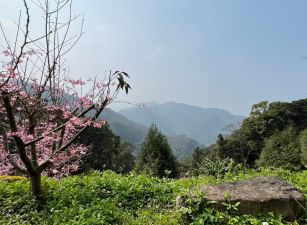 北埔櫻花園休閒農地