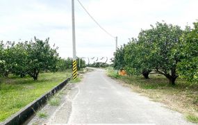 麻豆6米路柚子園都內農地