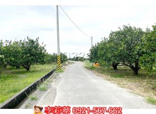 麻豆6米路柚子園都內農地