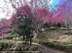 芎林百果莊園+鋼構休閒屋