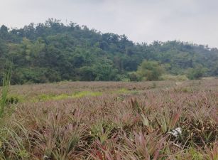大樹~義大世界 三和路 6.5分大農地