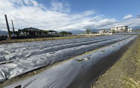 永慶許書豪★上將路近大洲國小217美農地