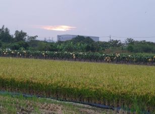 專約水上品皇觀光工廠重劃農地